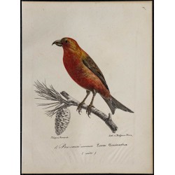 1830 - Bec-croisé des sapins 