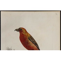 1830 - Bec-croisé des sapins 