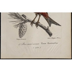1830 - Bec-croisé des sapins 