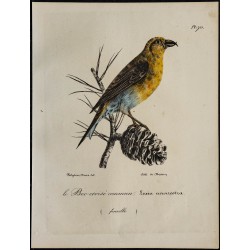 1830 - Bec-croisé des sapins 