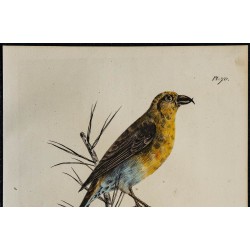 1830 - Bec-croisé des sapins 