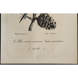 1830 - Bec-croisé des sapins 