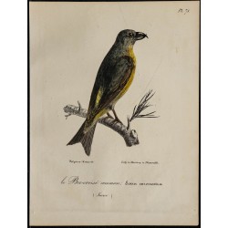 1830 - Bec-croisé des sapins 