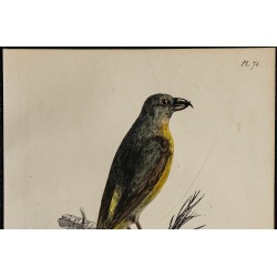 1830 - Bec-croisé des sapins 