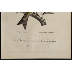 1830 - Bec-croisé des sapins 