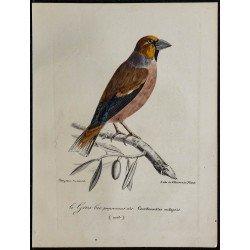 1830 - Gros-bec casse-noyaux 