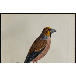 1830 - Gros-bec casse-noyaux 