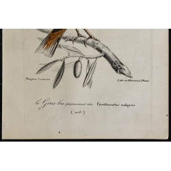 1830 - Gros-bec casse-noyaux 