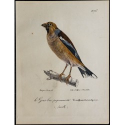 1830 - Gros-bec casse-noyaux 