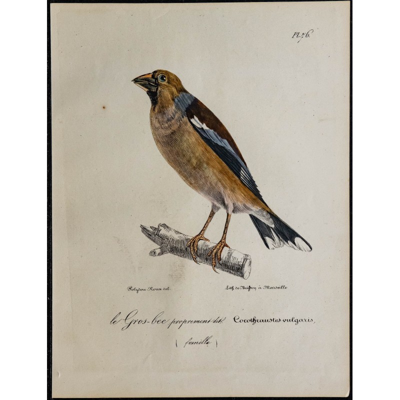 1830 - Gros-bec casse-noyaux 1830 - Gros-bec casse-noyaux