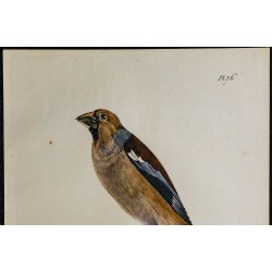 1830 - Gros-bec casse-noyaux 