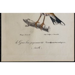 1830 - Gros-bec casse-noyaux 