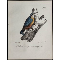 1830 - Sittelle torchepot 