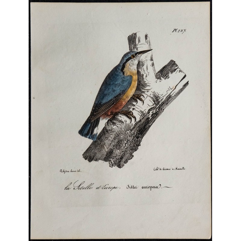 1830 - Sittelle torchepot 1830 - Sittelle torchepot