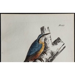 1830 - Sittelle torchepot 