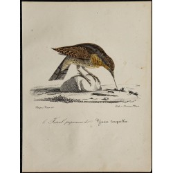 1830 - Torcol fourmilier 