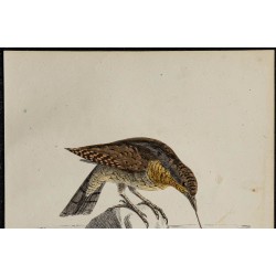 1830 - Torcol fourmilier 