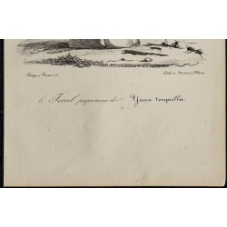 1830 - Torcol fourmilier 