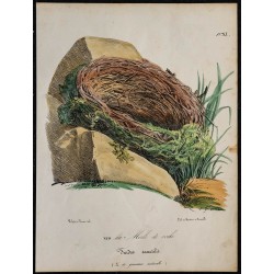 1830 - Nid de Merle de Roche 