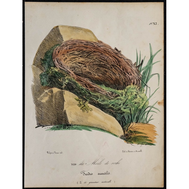 1830 - Nid de Merle de Roche 