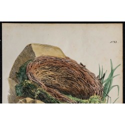 1830 - Nid de Merle de Roche 