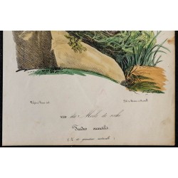 1830 - Nid de Merle de Roche 