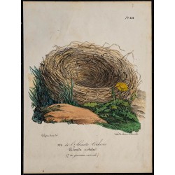 1830 - Nid de l'Alouette cochevis 
