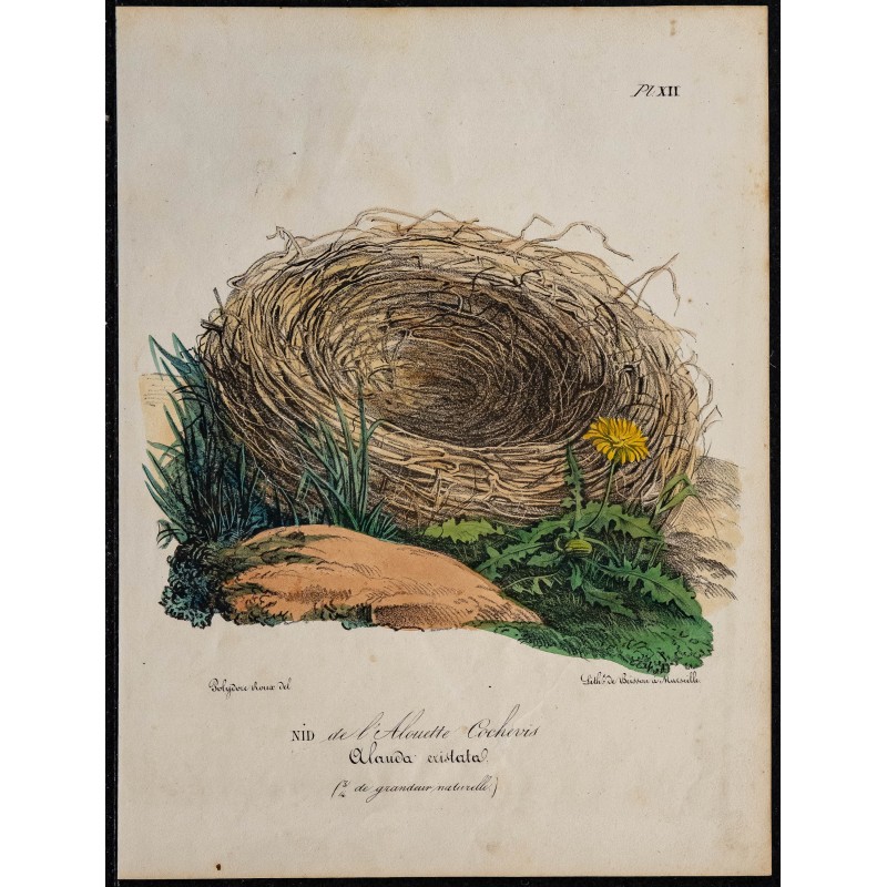 1830 - Nid de l'Alouette cochevis 