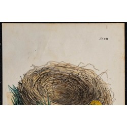 1830 - Nid de l'Alouette cochevis 