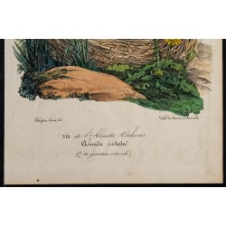 1830 - Nid de l'Alouette cochevis 