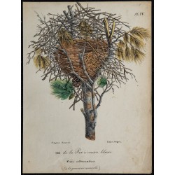 1830 - Nid de Pie albiventris 