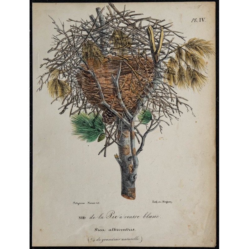 1830 - Nid de Pie albiventris 
