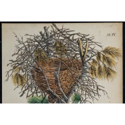 1830 - Nid de Pie albiventris 