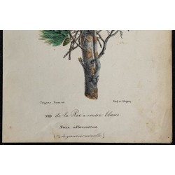 1830 - Nid de Pie albiventris 