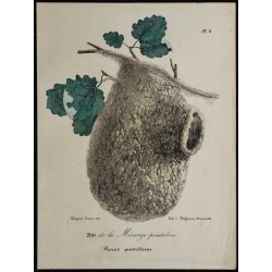 1830 - Nid de la Mésange penduline 