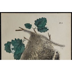 1830 - Nid de la Mésange penduline 