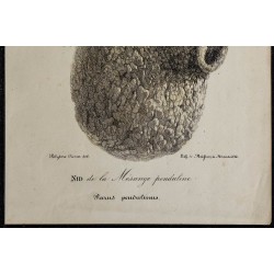 1830 - Nid de la Mésange penduline 