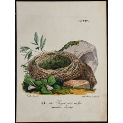 1830 - Nid de Prégol des Alpes (Accenteur alpin) 
