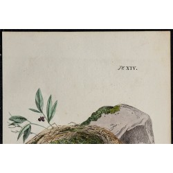 1830 - Nid de Prégol des Alpes (Accenteur alpin) 