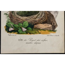 1830 - Nid de Prégol des Alpes (Accenteur alpin) 