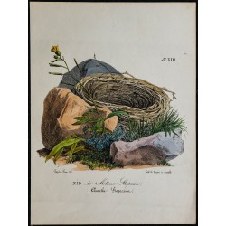 1830 - Nid de Motteux 