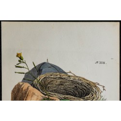 1830 - Nid de Motteux 