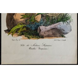 1830 - Nid de Motteux 