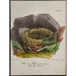 1830 - Nid du Hoche queue jaune 