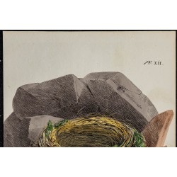 1830 - Nid du Hoche queue jaune 
