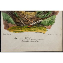 1830 - Nid du Hoche queue jaune 