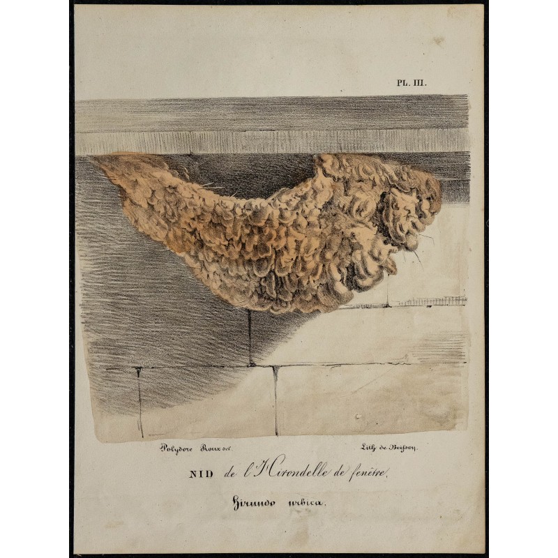 1830 - Nid de l'Hirondelle de fenêtre 