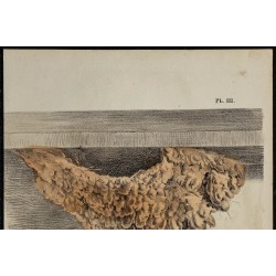 1830 - Nid de l'Hirondelle de fenêtre 