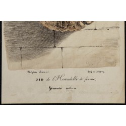 1830 - Nid de l'Hirondelle de fenêtre 