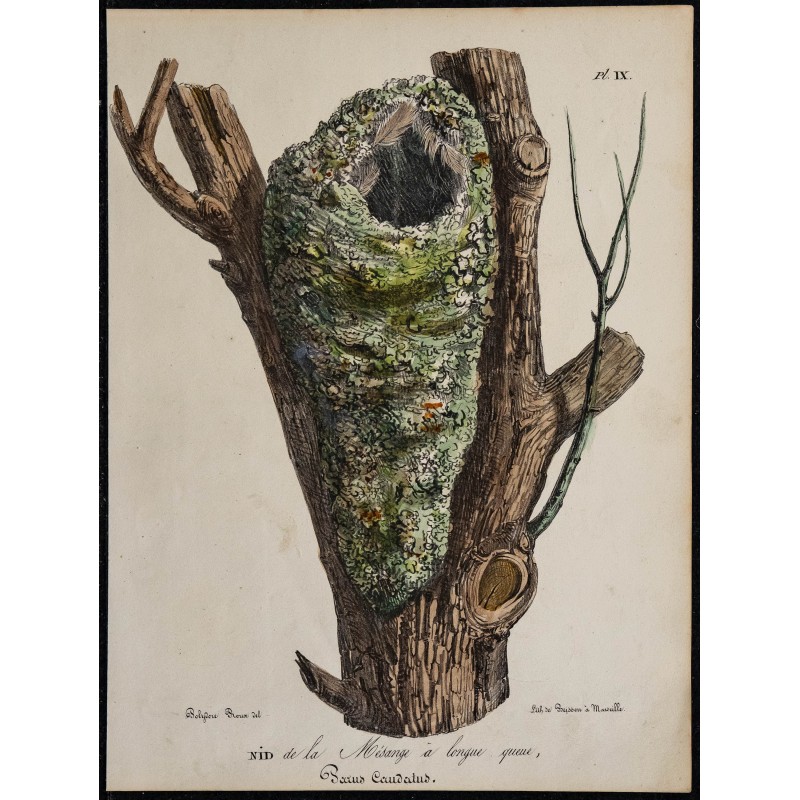 1830 - Nid de Mésange à longue queue 